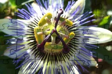 Une fleur bleue