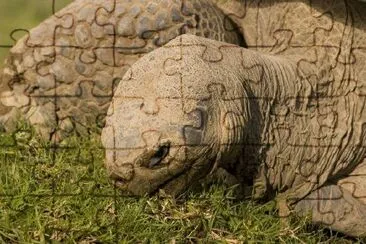 Tortoise jigsaw puzzle