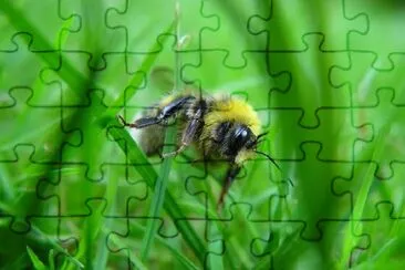 Bumble-Bee jigsaw puzzle