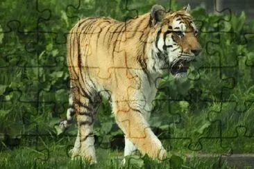 Una tigre