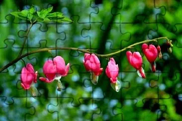 Bleeding Hearts flowers jigsaw puzzle