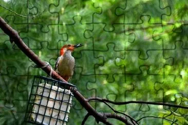 Red bellied woodpecker jigsaw puzzle