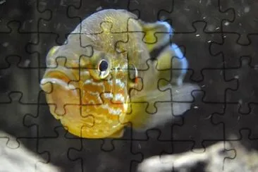 Aquarium jigsaw puzzle