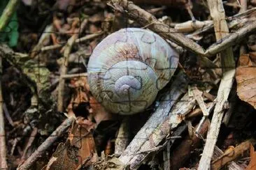 Caracol