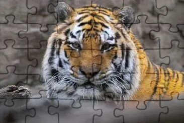 A Tiger jigsaw puzzle