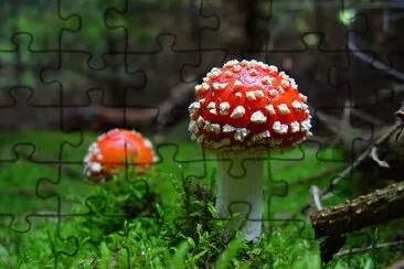 Mushroom jigsaw puzzle