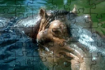 Hippopotamus jigsaw puzzle