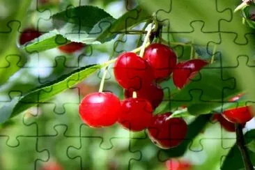 Red Berries jigsaw puzzle