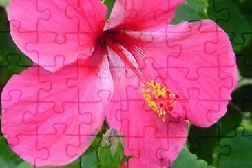 Pink Flower jigsaw puzzle