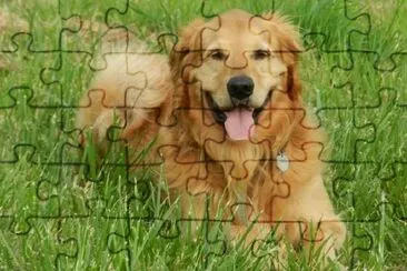 Golden Retriever, der auf dem Gras liegt