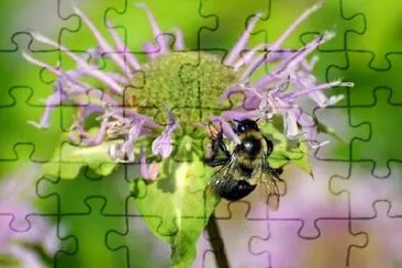 Bumblebee jigsaw puzzle