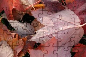 Leaves jigsaw puzzle