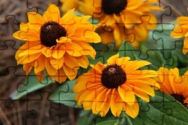 Marguerites orange