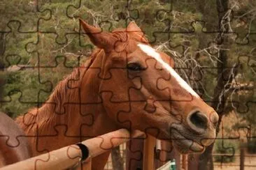 Brown Horse jigsaw puzzle