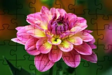 Pink Dahlia jigsaw puzzle