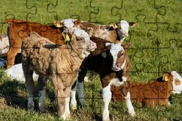 Cattle jigsaw puzzle