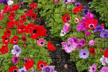 Flower Garden jigsaw puzzle