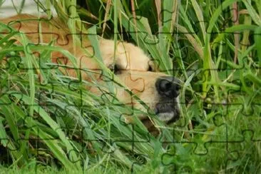 A Golden Retriever hidding jigsaw puzzle