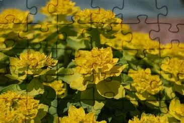 Yellow flowers jigsaw puzzle