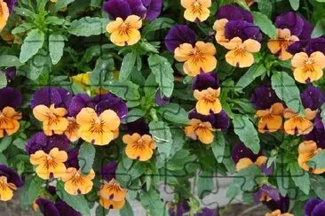 Violas de colores