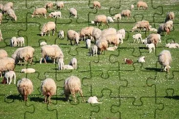 Sheep jigsaw puzzle