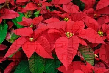 Red Poinsettia flowers jigsaw puzzle