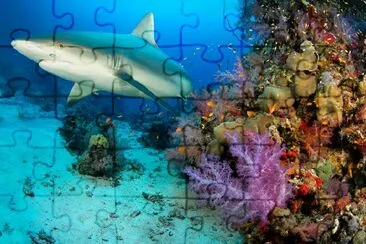 Under the sea jigsaw puzzle