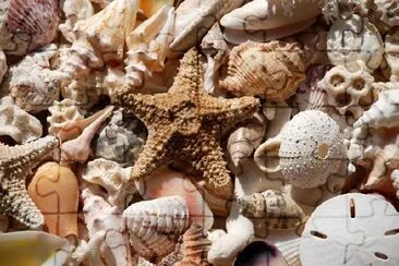 Seashells jigsaw puzzle