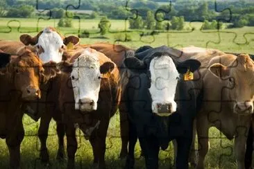 Cows jigsaw puzzle