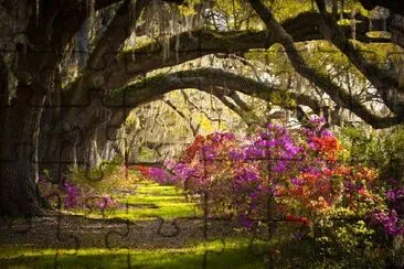 Azalea muschio spagnolo