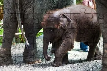 Un cucciolo di elefante