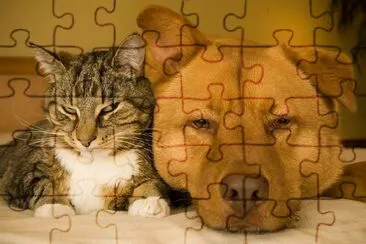 Cat and Dog jigsaw puzzle