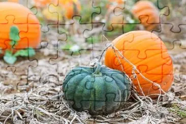 Champ de citrouilles