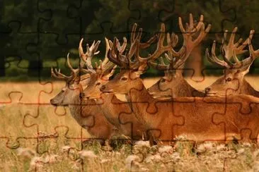 Deer jigsaw puzzle