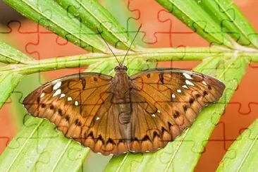 A Butterfly jigsaw puzzle