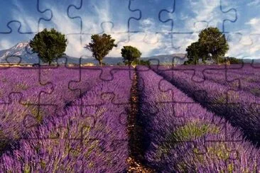 Campo de lavanda