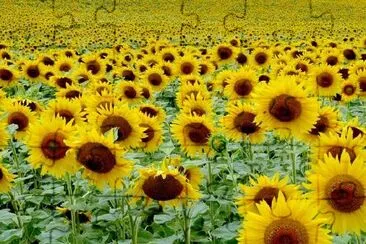 Sunflowers jigsaw puzzle