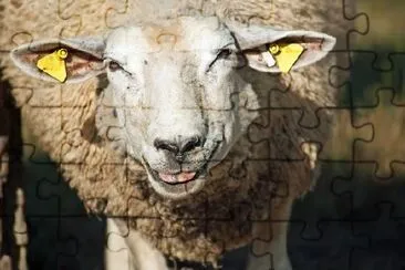 A Sheep jigsaw puzzle