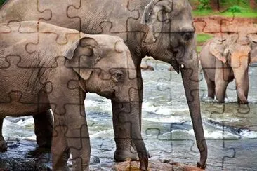 Asian Elephants  jigsaw puzzle