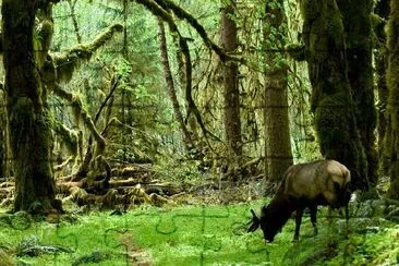 Roosevelt Elk jigsaw puzzle