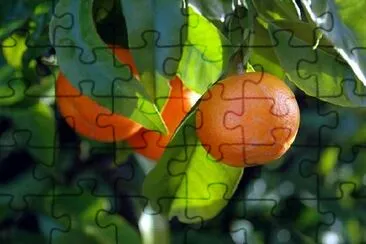 Citrus jigsaw puzzle