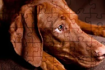 Brown Dog jigsaw puzzle