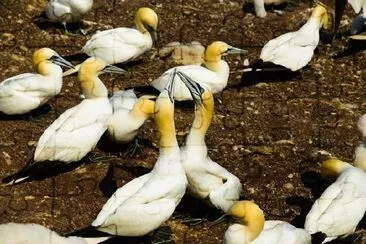 Gannets jigsaw puzzle