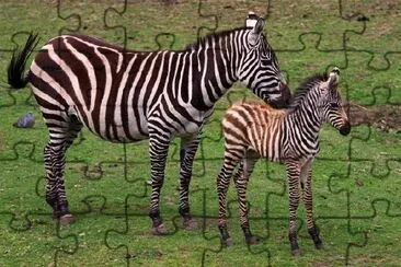 Zebre