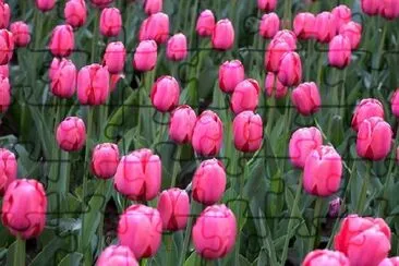 Un champ de tulipes