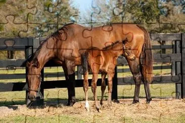 Horses in green pasture jigsaw puzzle