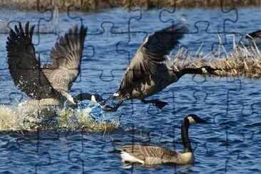 Canada Geese jigsaw puzzle