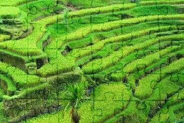 Campo della terrazza del riso, Indonesia