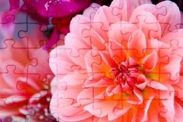 Dahlia jigsaw puzzle