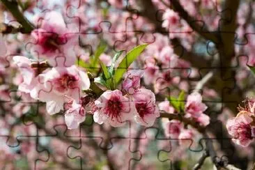 Cherry Blossom jigsaw puzzle